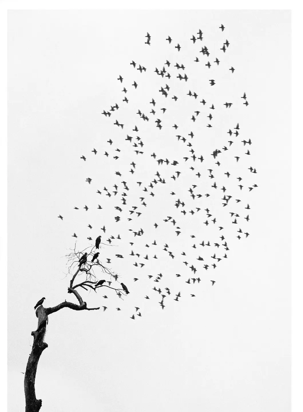 #2084 - Pentti Sammallahti