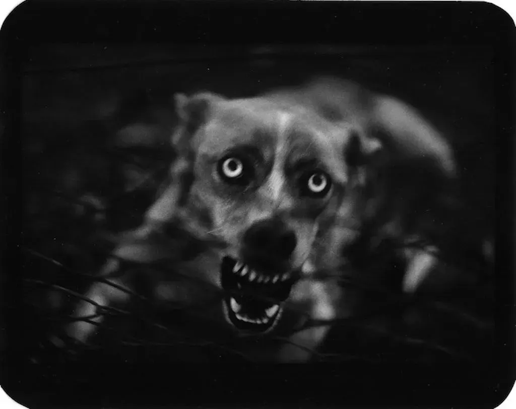Giacomo Brunelli (Italy, b. 1977) - "Peacock Roma"- The Animals, 2013