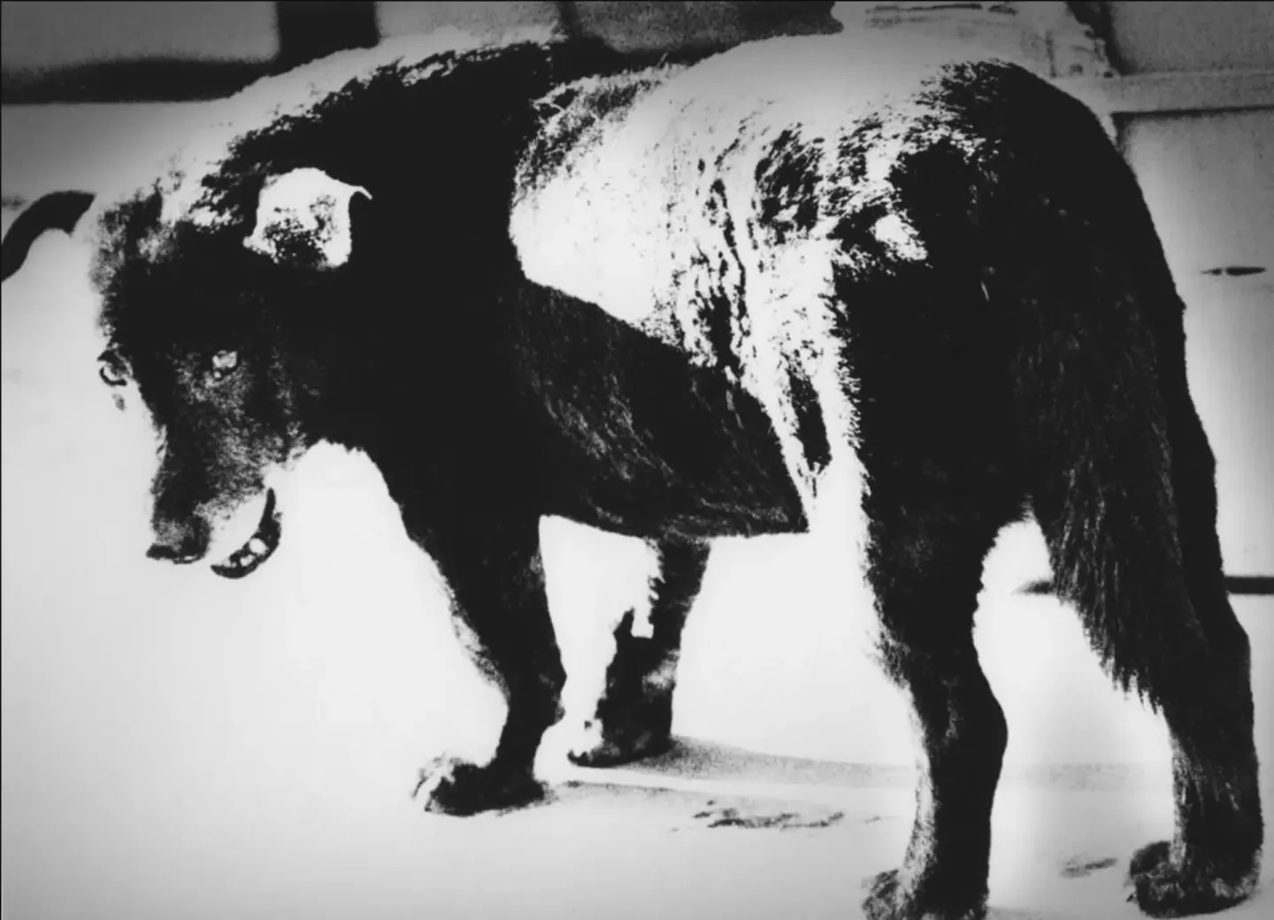 Daido Moriyama: The Hunter