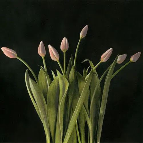 Brigitte Carnochan - Bird of Paradise, 2008