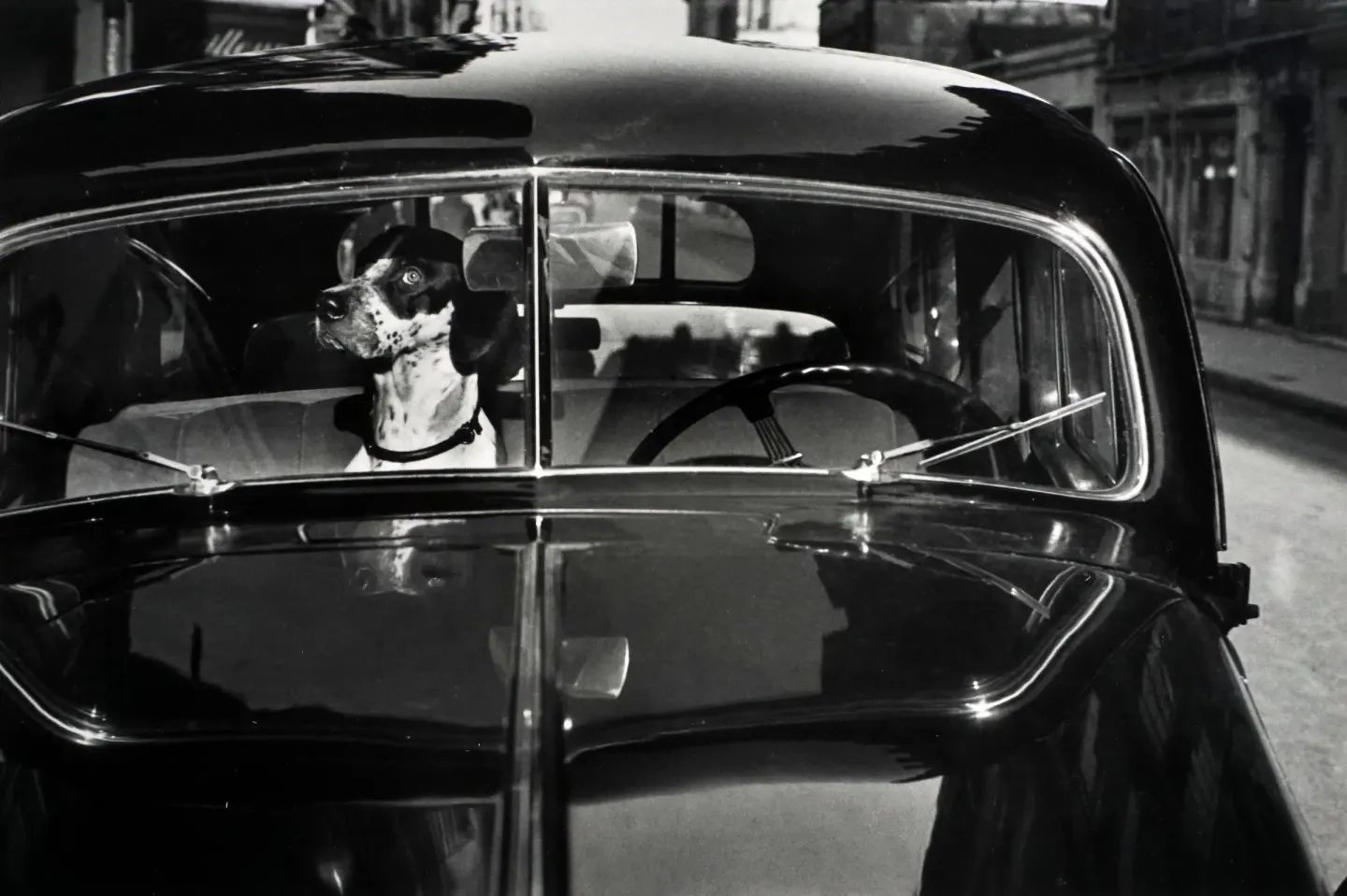 Woof Woof: The Dog in Photography