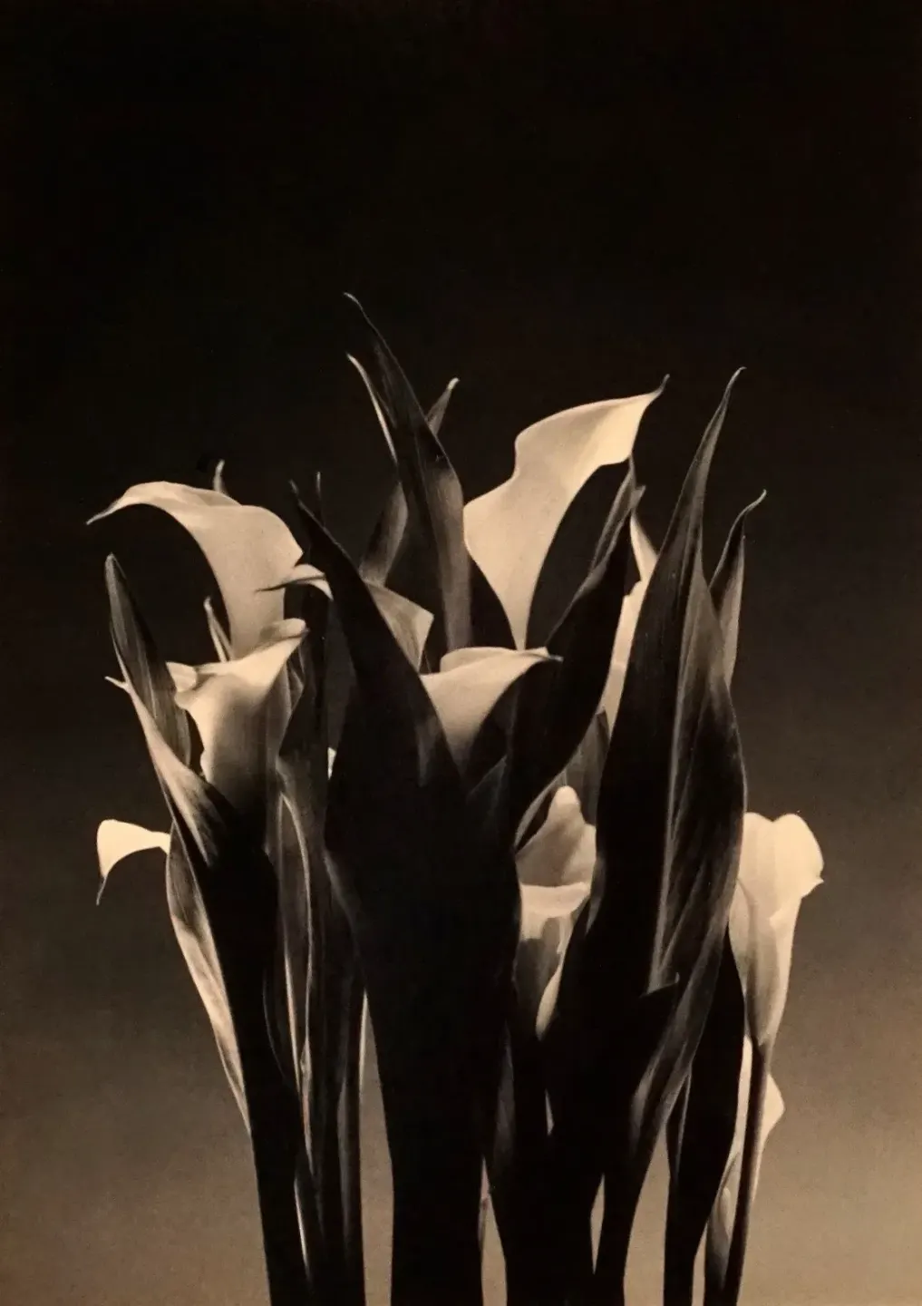 Ernesto Esquer - Twin Echinopsis Hybrid Flowers, Tucson, Arizona, 2022 (printed 2022)