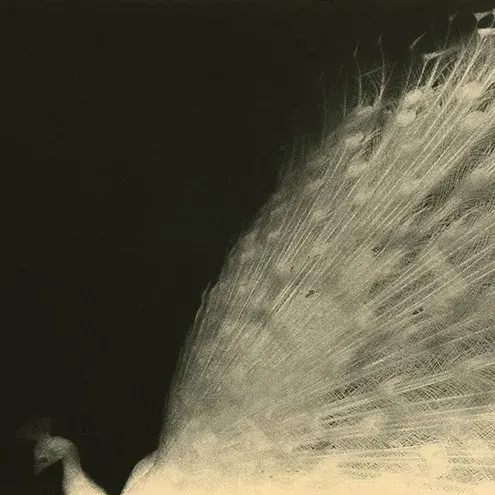 Miho Kajioka - BK0477, 2019
